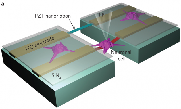 PZT nanoribbons - img1