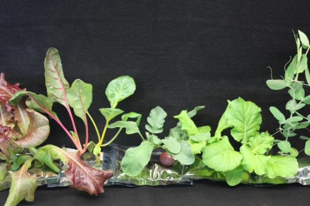 nasa-to-grow-lettuce-676x450