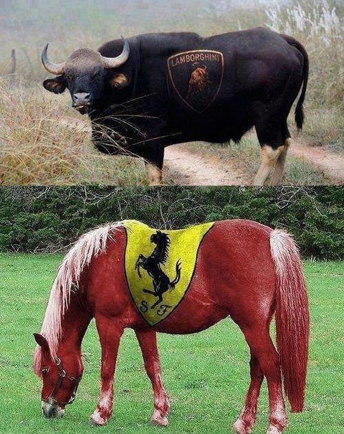 Lamborghini-bull-vs-Ferrari-horse