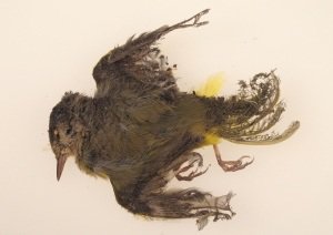Death Bird Solar