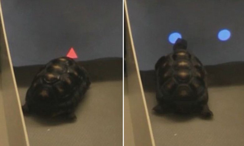 Tortoise Touchscreen