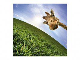 Funny-Giraffe